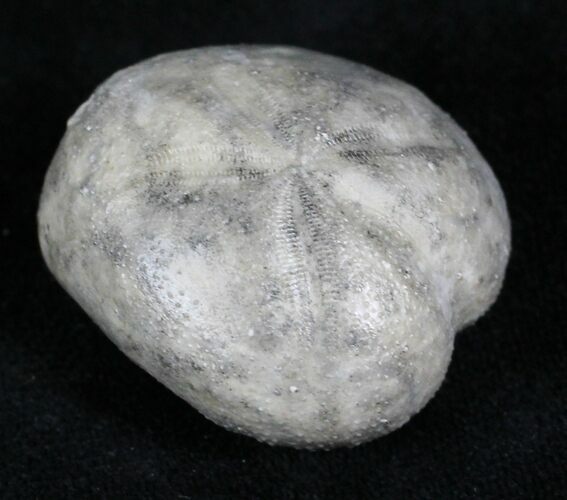 Cretaceous Fossil Sea Urchin (Hemiaster) - Texas #26823